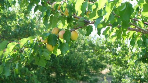 Apricot harvest time. Apricots standing on apricot tree. Apricot tree leaves and apricot fruit.