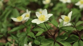 Video 4k, the first spring white Anemone flowers in the forest