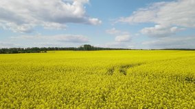 Bright yellow field with rapeseed flowers. View from a height of a flying drone.