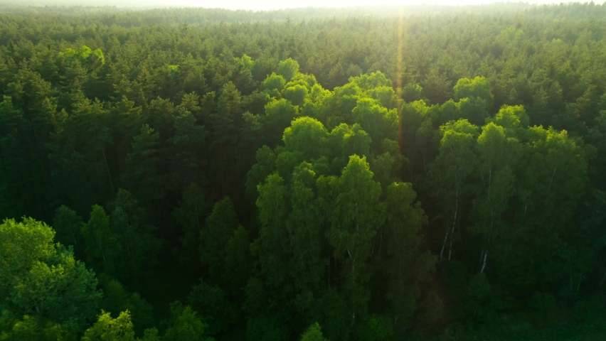 Tree tops against sunny sky. Pine forest is a natural resource.  | Shutterstock HD Video #1074810836