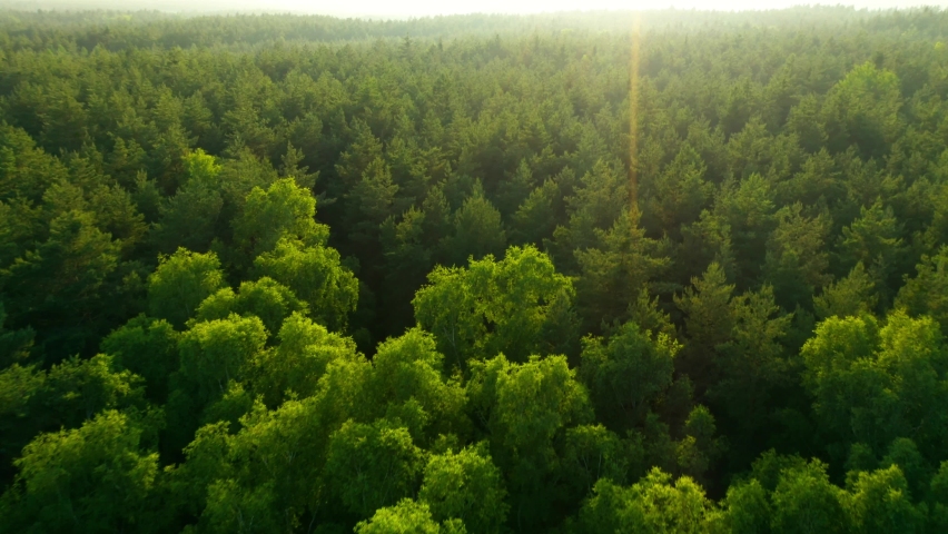 Tree tops against sunny sky. Pine forest is a natural resource.  Royalty-Free Stock Footage #1074810836