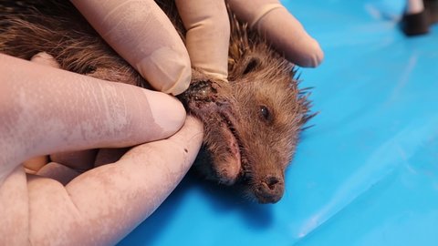 Exotic veterinarian treating a wild European hedgehog with an infected wound on its face.
First an anesthetic was injected then the wound was sterilized with iodine, finally an antibiotic was injected
