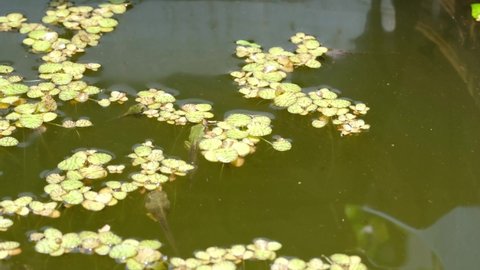 Early summer tadpoles and frog cubs in the pond
