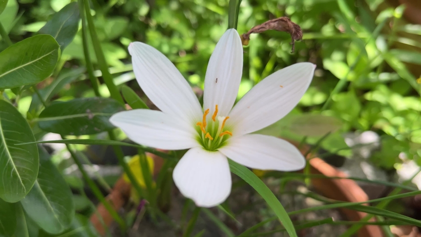 Rain lily or fairy lily booming on the flower garden and yellow pollen in the middle. Green leaves like onion leaves 