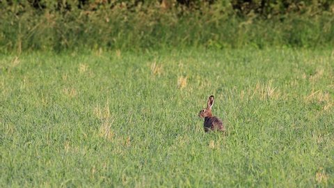Brown hare at sunrise in a meadow