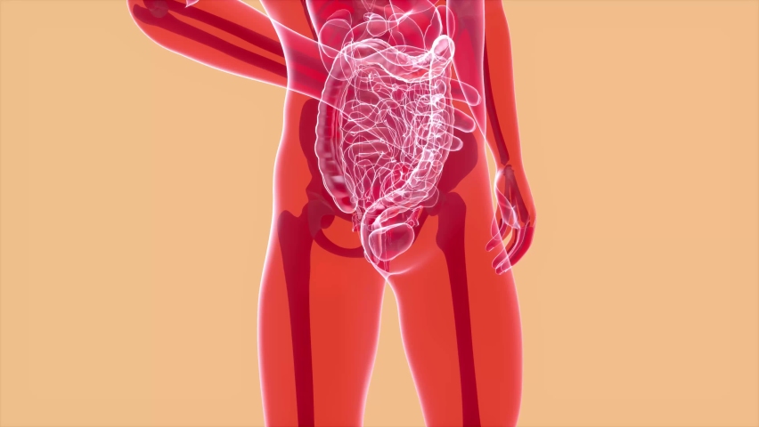 4K anatomy concept of the intestine Royalty-Free Stock Footage #1074823709