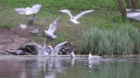 slow motion video with group of gulls in flight