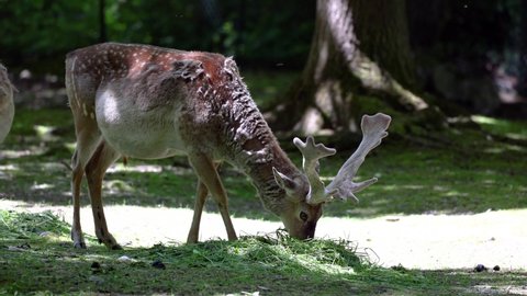 The fallow deer, Dama mesopotamica is a ruminant mammal belonging to the family Cervidae.