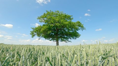 Solitary Oak tree in a field of green wheat with a blue sky. UK