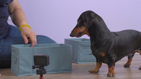 handler teaches dachshund new trick with clicker and treat as form of positive reinforcement dog training, but pet does not immediately understand what she wants. Animal indulges during lesson.