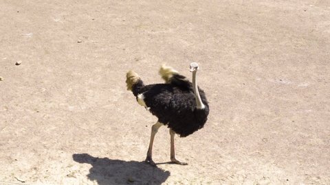 Common Ostrich Walks Around During Sunny Weather At The Zoo. close up