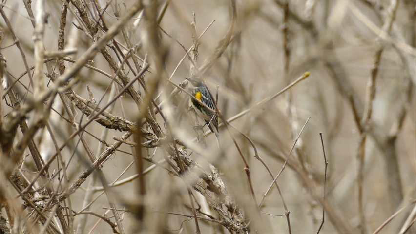 Yellow-throated warbler standing between dry branches.