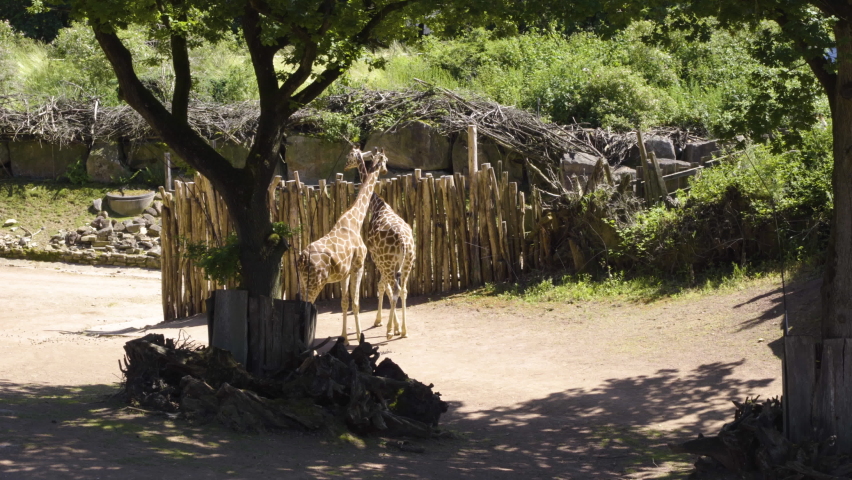 Giraffes In Zoo Roaming And Hanging Out On A Sunny Morning. - Static Shot