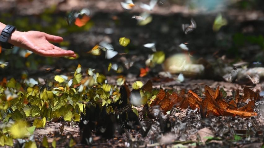 Butterflies Assorted and Colorful, a man's hand extended within the frame to feel the butterflies flying around; a lovely thing to watch in the forest of Kaeng Krachan National Park in Thailand.