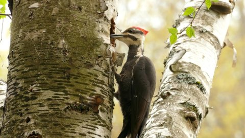 The Pileated Woodpecker are found in a lot of national parks. Woodpecker pecking on tree on sunny day. Shot on a slider.	