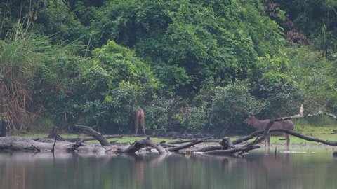 Sambar Deer, Rusa unicolor, Thailand; an individual busy feeding deep in the foliage, a stag chews its cud while watching, then another bigger stag walks in the frame from the left, heron on a perch.