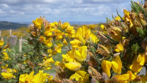 Prickly Gorse Hedges flora in abundance at Wicklow mountains