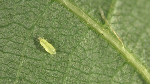 Thysanoptera insect larva or nymph under a microscope. most species of thrips are considered pests of agricultural crops, feeding on plant sap, there are also predatory species.