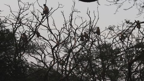 Gray or Hanuman langurs or indian langur or monkey in group on tree during safari at forest of central india - Semnopithecus