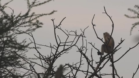Gray or Hanuman langurs or indian langur or monkey on tree during safari at forest of central india - Semnopithecus