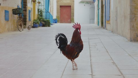 A rooster in a peaceful, empty alley in the Medina (old town) of Essaouira, Morocco. Touristic travel destination of Morocco.