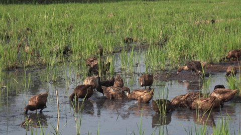 Ducks eating bugs and pests in a paddy field in Thailand.