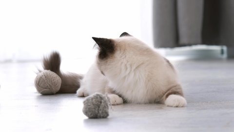 Adorable fluffy ragdoll cat with incredible blue eyes lying on the floor at home and playing with balls of thread. Domestic purebred feline pet with toys indoors