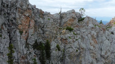Rocky Mountain Goat Climbing a steep mountaintop cliff in bozeman montana for majestic animal aerial shot of the great outdoors
