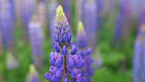 Lupine growing in the meadow. Colorful lupine on a windy day.