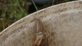 A garden snail crawls out of plastic bucket - accelerated video.