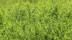 Green summer wild lawn grass waving in wind on sunny day. Natural footage background