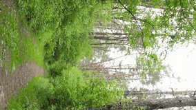 Vertical video of a beautiful green pine forest on a summer day, slow motion