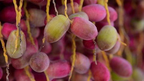 Dates on a palm tree.Closeup of colorful dates clusters. Cluster of dates hanging from a date palm slowly ripening.Yellow and Red raw date 4k video footage.