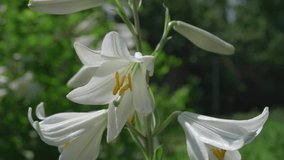 White lily close-up. Flowers in the garden.
