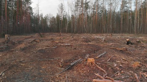 Cut-down plot of the destroyed forest in the spring at dawn. Fallen trunks of coniferous trees and stumps in the deforestation zone. Problem of environmental protection