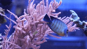 Video of Mimic Eibli Tang(Acanthurus tristis) swimming around in reef aquarium tank