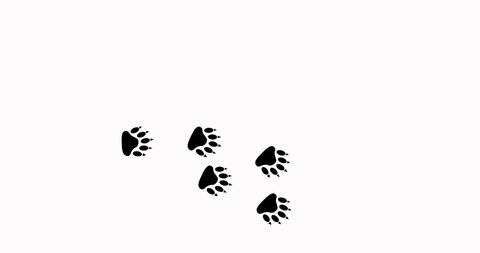 Footprints of a walking animal. Traces of predatory animals bear, wolf, cat. 4K, 2K, 2.5K, HD, SD