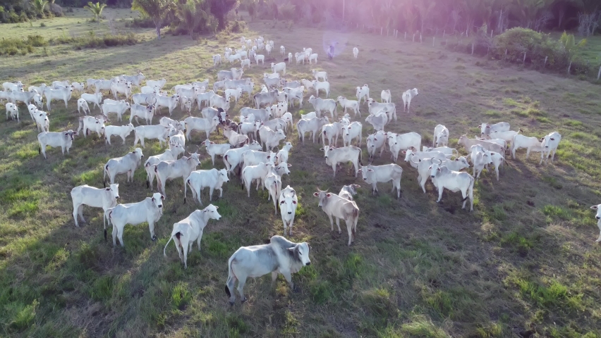 Aerial view of herd nelore cattel on green pasture in Brazil. 4K. Royalty-Free Stock Footage #1074873710