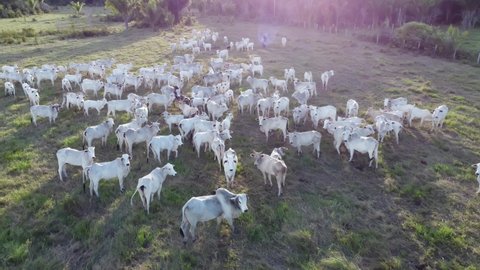 Aerial view of herd nelore cattel on green pasture in Brazil. 4K.