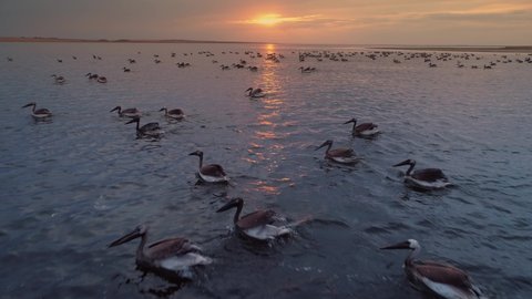 Aerial forward flight above romantic large flock of pelican birds swim in lake sea water at orange picturesque sunset, sun shining through clouds. Horizon. Wildlife migratory birds abstract landscape
