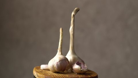 Garlic heads. Cloves of garlic on a wooden board. Dark background. Healthy vegetables. Vitamins. Rotation of the object. Close-up.