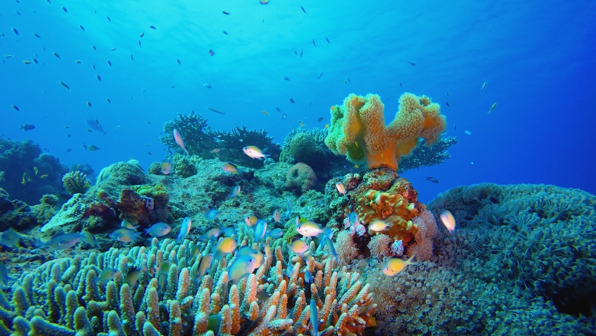 Underwater Blue Water Tropical Reef. Tropical underwater sea fish. Colourful tropical coral reef. Scene reef.  Marine life sea world. Underwater fish reef marine.  | Shutterstock HD Video #1074879770
