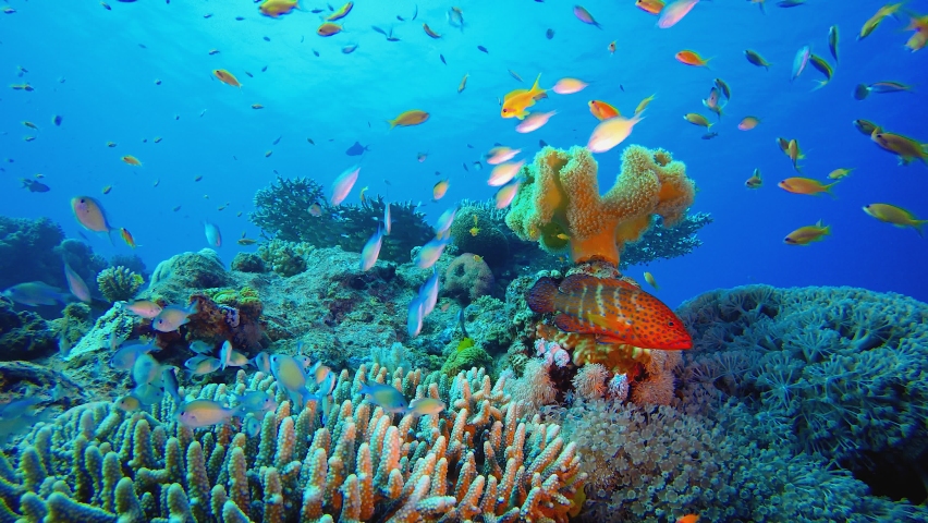 Underwater Blue Water Tropical Reef. Tropical underwater sea fish. Colourful tropical coral reef. Scene reef.  Marine life sea world. Underwater fish reef marine.  | Shutterstock HD Video #1074879770