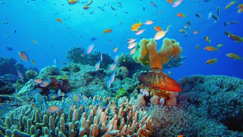 Underwater Blue Water Tropical Reef. Tropical underwater sea fish. Colourful tropical coral reef. Scene reef.  Marine life sea world. Underwater fish reef marine. 