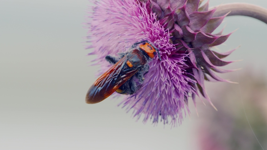 species of large wasps from the family of scaly (Megascolia maculata), the mammoth wasp