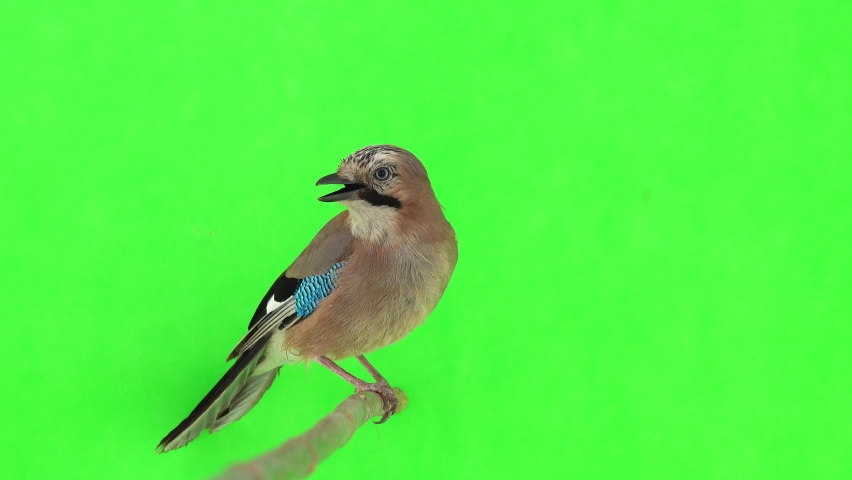 Jay sits on a branch on a green screen, natural sound Royalty-Free Stock Footage #1074884882