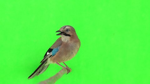 Jay sits on a branch on a green screen, natural sound