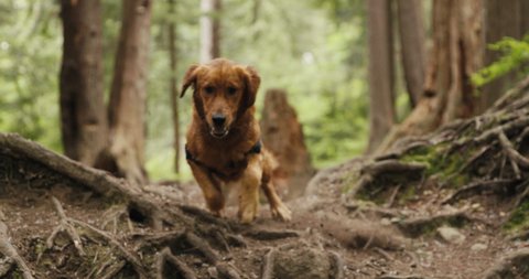 Golden retriever puppy running towards camera through forest trail