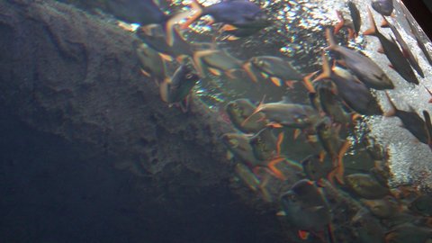 school of piranha fish swimming fast in the aquarium. carnivore freshwater south american fish