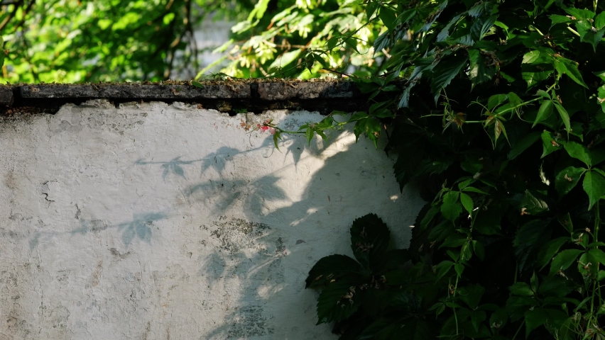 Vine grape on wall. Decorative woodbine grapes after rain. Green leaves of maiden grapes in summer. Parthenocissus inserta. Thicket creeper vines. Climbing sprawling woody vine liana.Young shoots